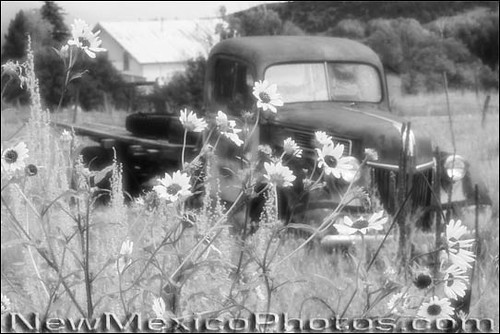 old truck vintage pickup sunflowers infrared