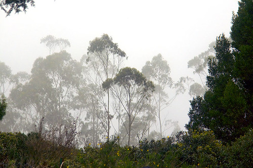 trees india mist beautiful misty clouds indian mysterious tamilnadu ooty in ootacamund anindo nilgirimountains udagamandalam anindoghosh nilgirihills dodabettapeak 0x9d9d96