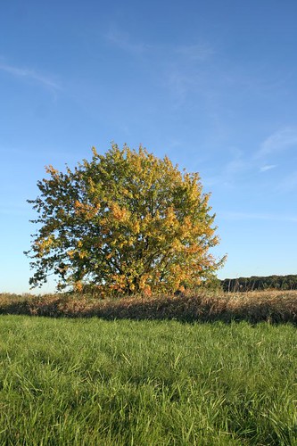 autumn tree fall field landscape bright