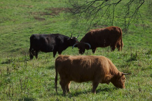 ohio cows country highlandcattle mistymornfarm