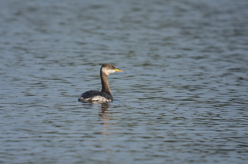 Red-necked Grebe, Priory CP, 21st April 2018