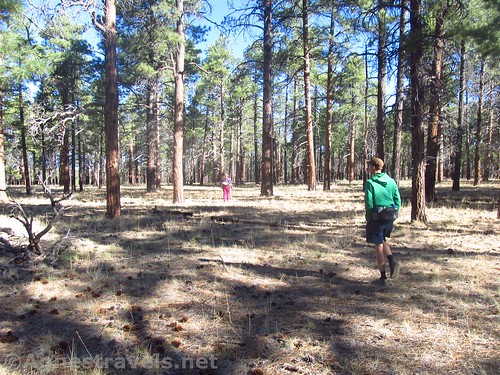 Walking through the pines en route to Honan Point on the North Rim of Grand Canyon National Park, Arizona