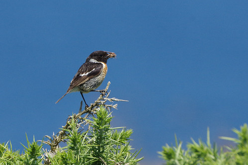 bird stonechat saxicolatorquatus cornwall nature wild wildlife stagnespoint