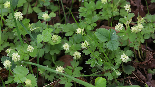 Town Hall Clock or Moschatel Adoxa moschatellina