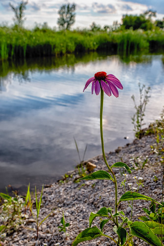 coneflower echinacea waldosrockpark cy365 flowers plants nature water things iowa locations marion day199365 linncounty photography 180718 july unitedstates 365challenge 365the2018edition 3652018 us