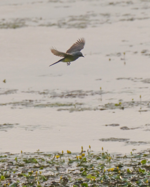 Western Kingbird over Pond