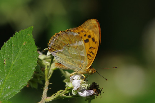 cambridgeshire gamlingay wood butterfly insect argynnispaphia silverwashed fritillary