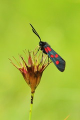 Mount Dajti National Park - insect  3