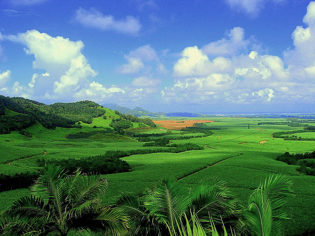 Sugarcane plantation in Mauritius. Photo taken on August 22, 2012.