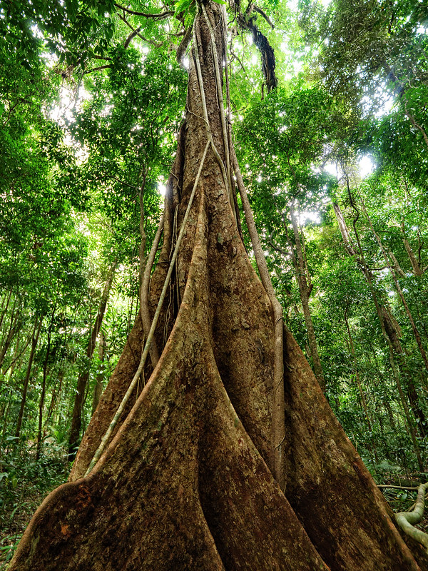 Mossman gorge rainforest