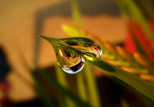 water droplets crocosmia macro sunrise early morning dew nature