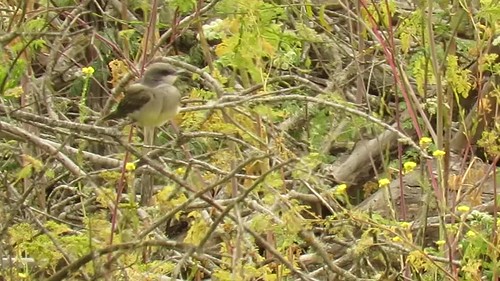 Cassin's Kingbird (Tyrannus vociferans), Morro Bay, CA