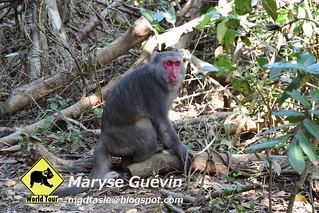 Parc des Macaques Kaohsiung, Taiwan