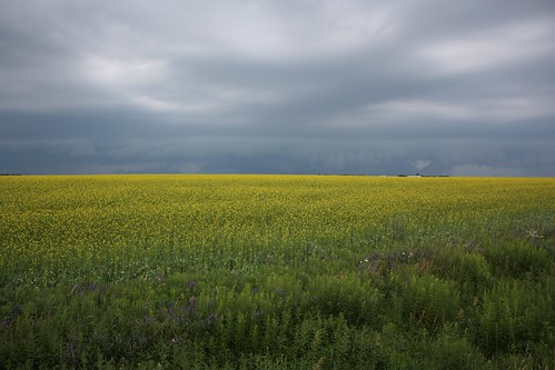 kelvingrove pei canada storm clouds sky field mustard rural