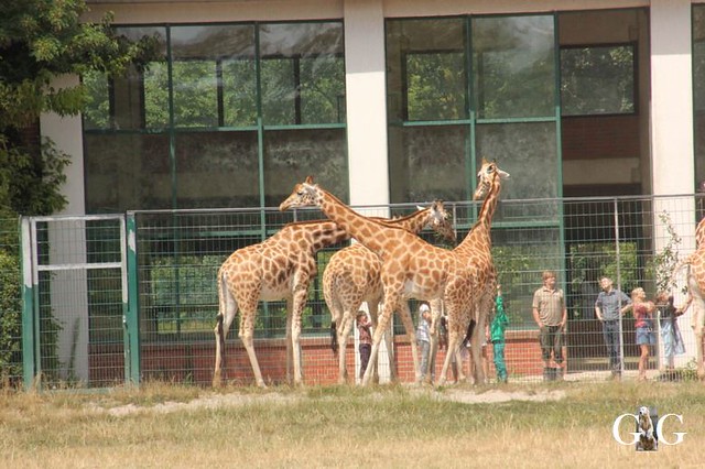 Zoo und Tierpark Besuch 01.07.201858