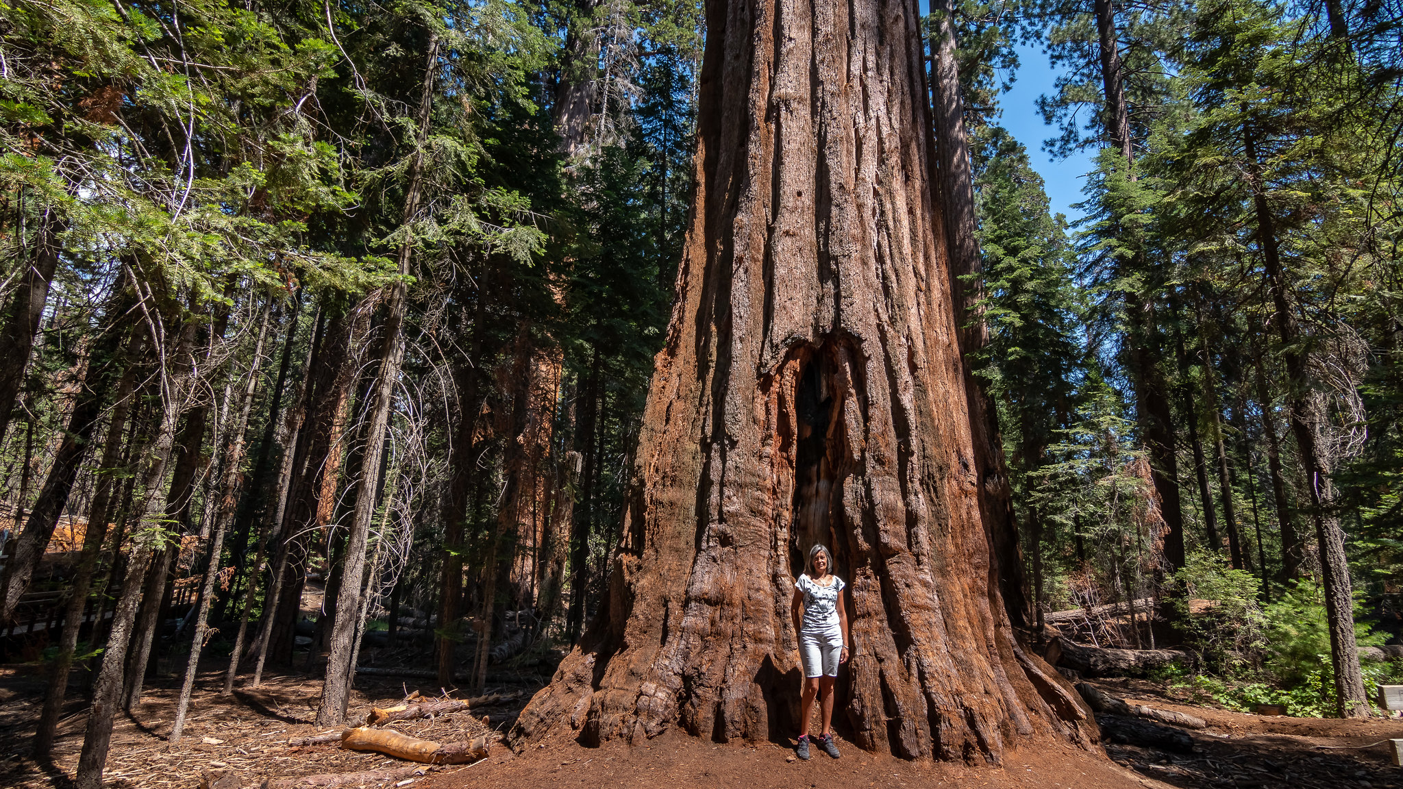 Sequoia National Forest - Californie - [USA]