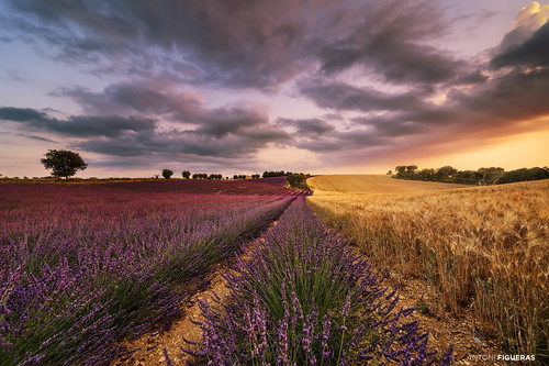valensole france europe lavander landscape sunset fields clouds sonya7rii laowa12 wheat