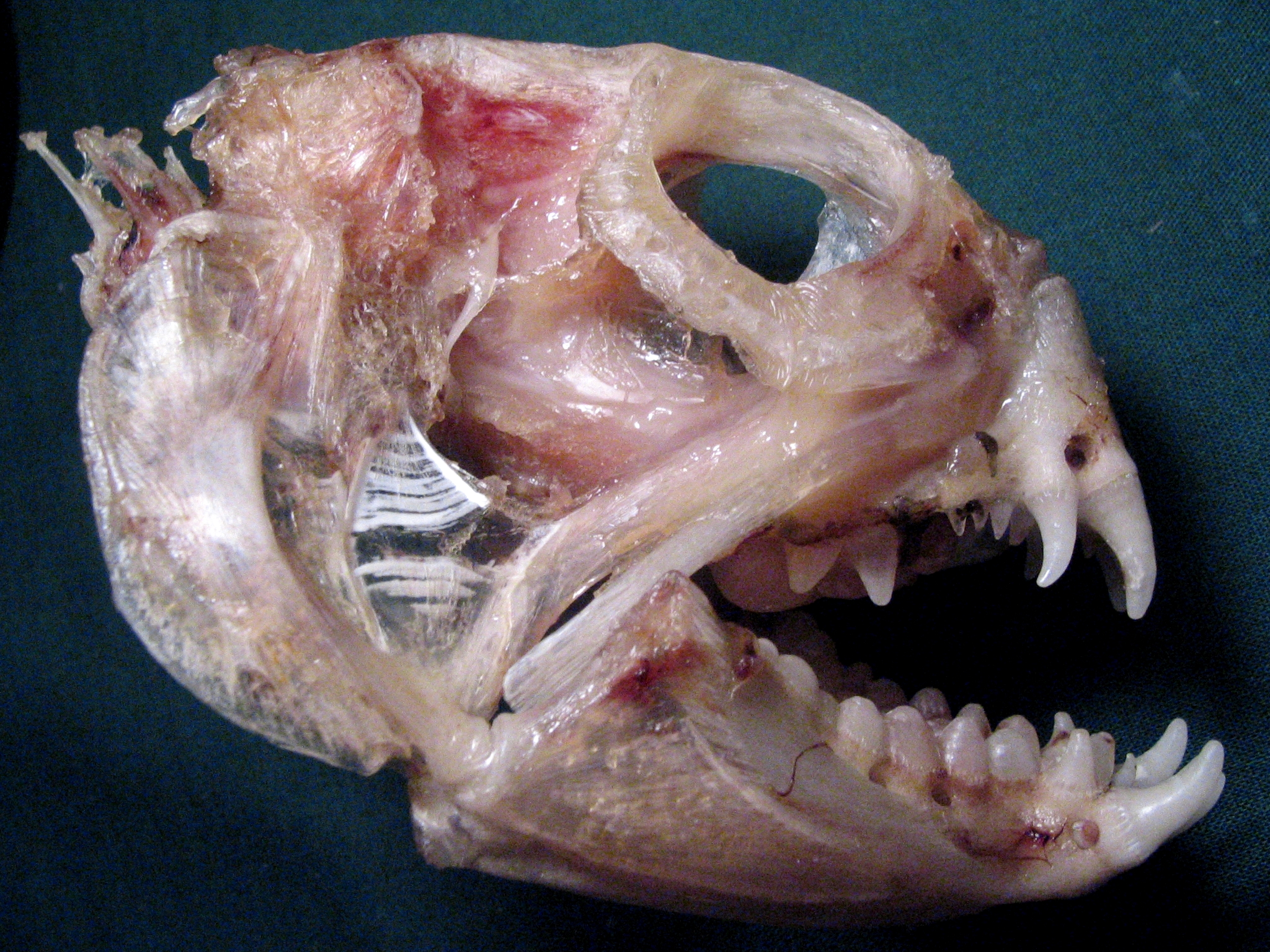 Skull of the Atlantic wolffish