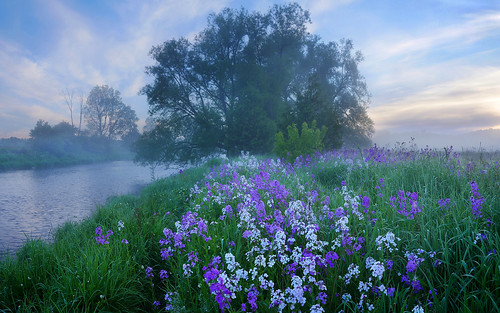 fog flowers river dawn grandriver wellingtoncounty ontario canada