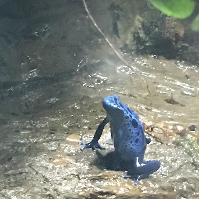 Blue frog at the Dallas World Aquarium... which is like a combination DMV and a pet shop. It was 110 degrees inside. You have to walk down winding narrow paths at 1 mile per century while kids scream and their parents ram your Achilles’ tendons with strollers.