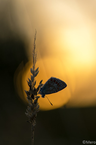 coucherdesoleil insecte macro nature animaux papillion leverdesoleil sunrise sunset neuveéglise grandest france fr