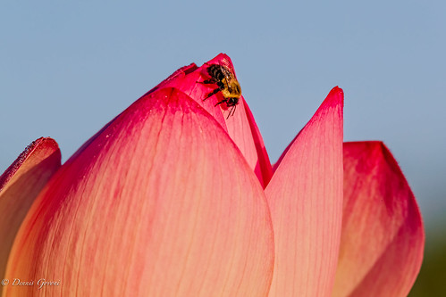 dc flower lotus washington action background bee bug insect kenilworthaquaticgardens macro summer sunrise wildlife districtofcolumbia unitedstates us
