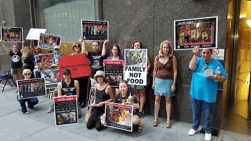 New York, South Korean Consulate General, ‘Boknal’ Demonstration for the South Korean Dogs and Cats (Day 1) – July 17, 2018 Organized by The Animals' Battalion
