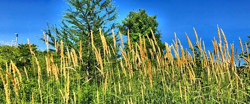 outdoors nature landscape tallgrass field