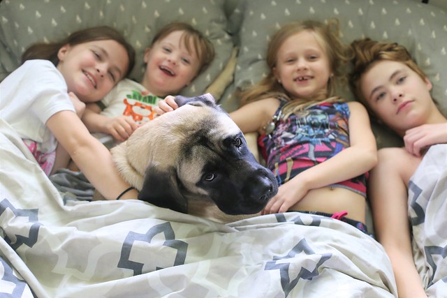 Best dogs for kids