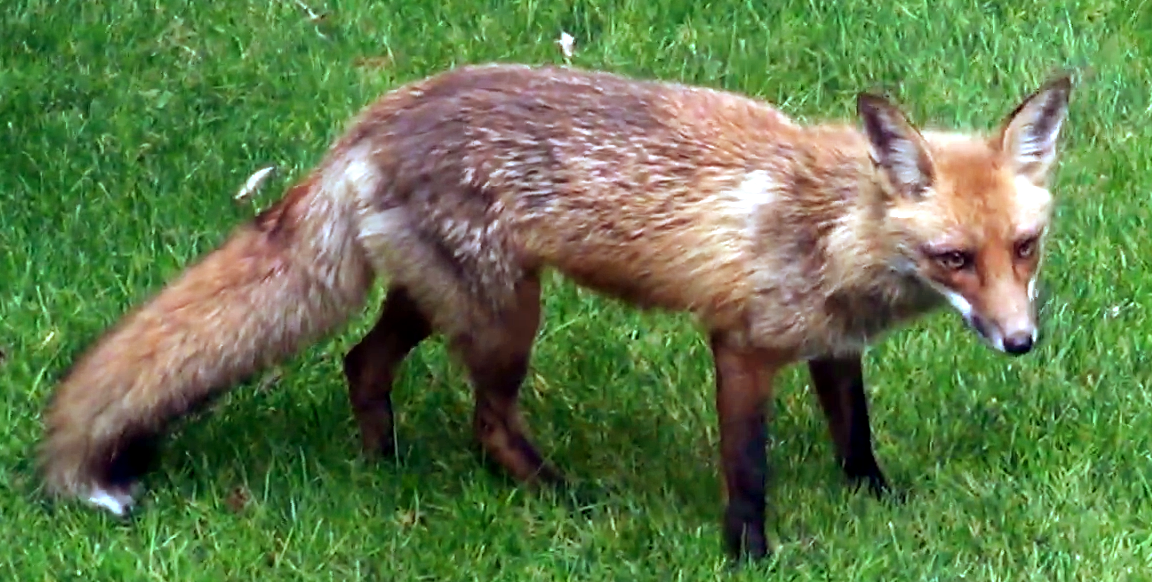 North American red fox from the East Coast of the United States. Photo taken on May 15, 2013.