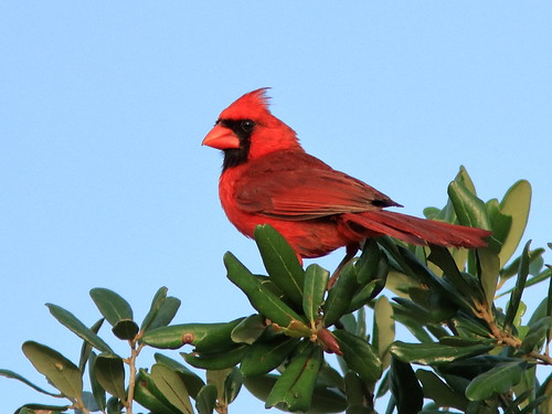 Northern Cardinal male 01-20180707
