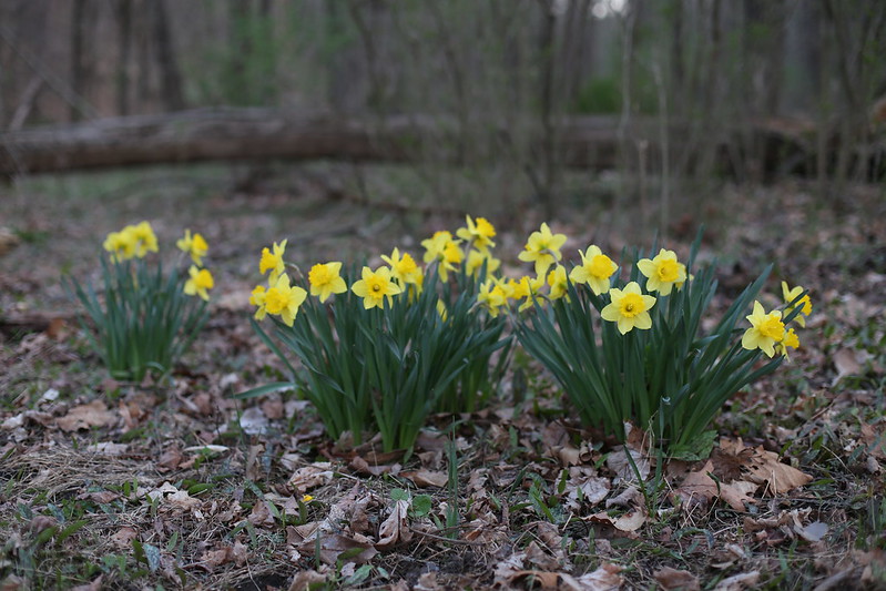 wild daffodils