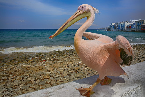 pelican cyclades themascotofmykonos petros bird littlevenice aegeansea mykonos oceanview beach greekisland greece canon5dmarkiii ef2470mmf28liiusm closeup travel lifeng