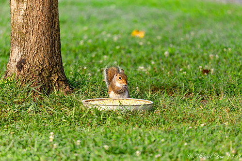 squirrel canon eos 6d tennessee summer nature lightroom classic morning