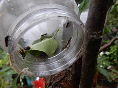 ladybird larvae transfer