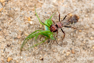 Spider wasp (Pompilidae) - DSC_4142