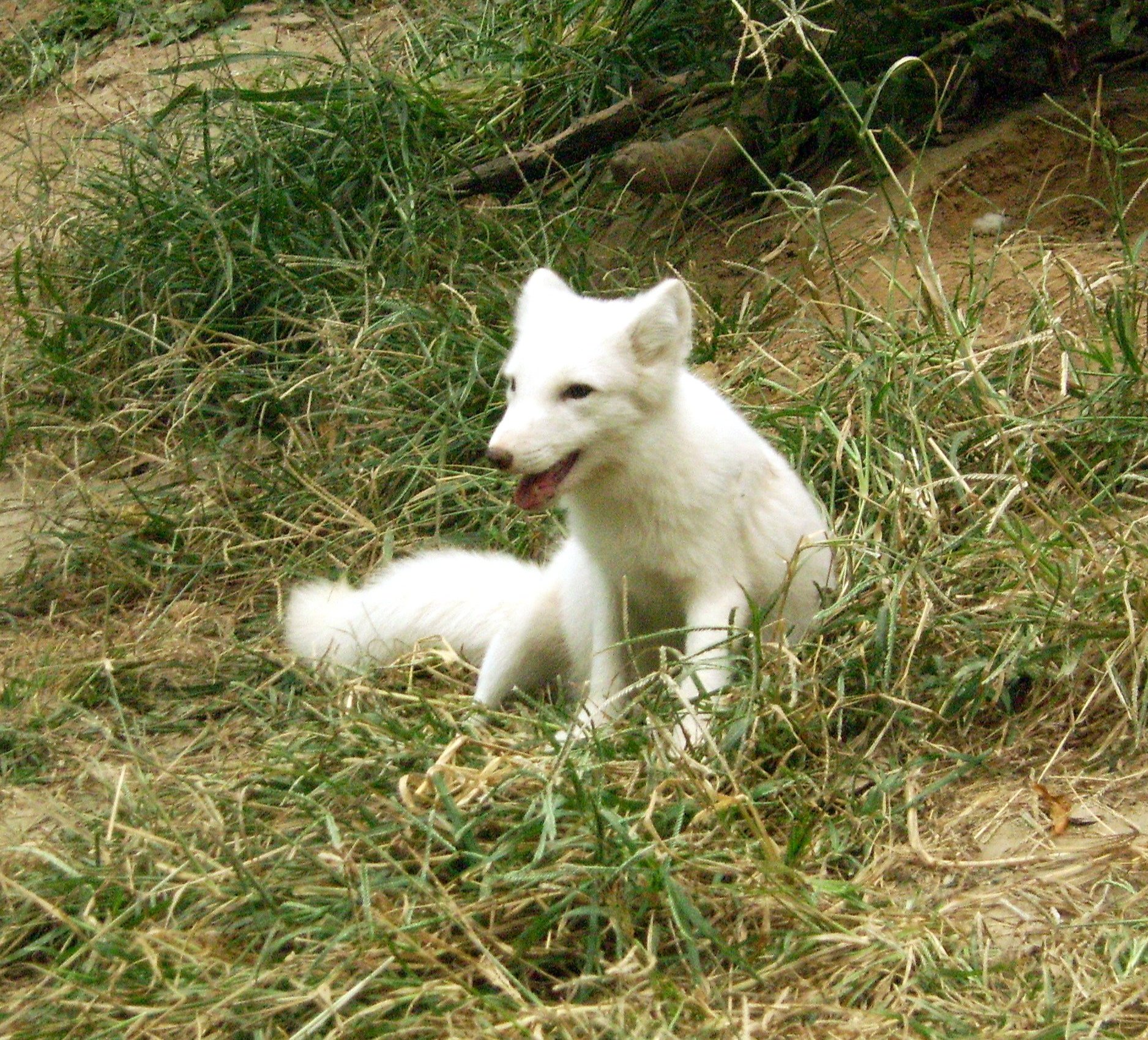White morph red foxes may be distinguished from Arctic foxes by their 25% greater size, longer muzzles, and longer, pointed ears. This captive example shows the dark pigment of the eyes, nose, and lips that would not occur in an albino. Complete albinism in red foxes is rare and primarily occurs in southern forest zones. Typically, albinism is accompanied by deformations and usually develops in years of insufficient food. Photo taken on October 9, 2006.