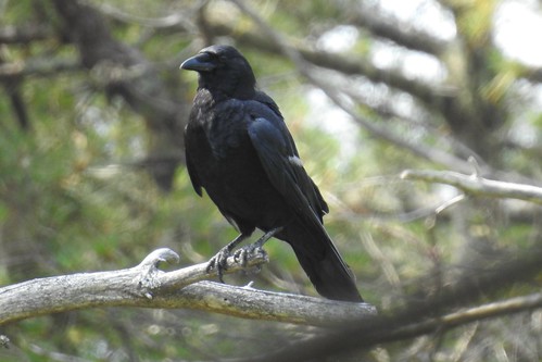 #78 Common Raven