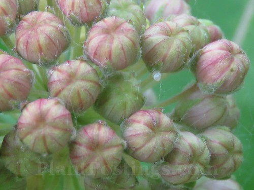 milkweed buds & egg