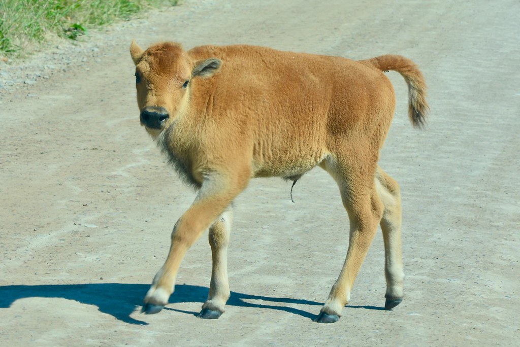 American Bison calf