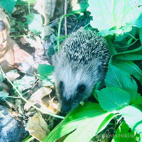 baby hedgehogs 2018 ❤️, july 19