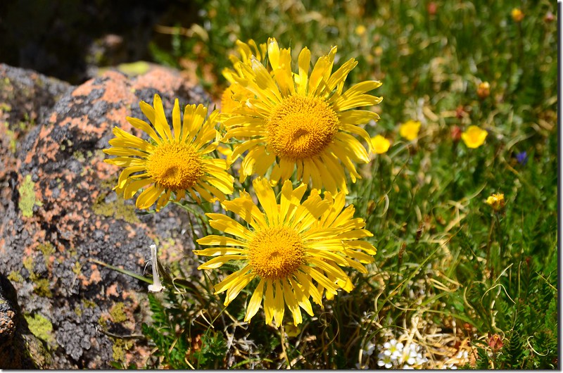 Alpine sunflowers, also known as 'old man of the mountain' (2)