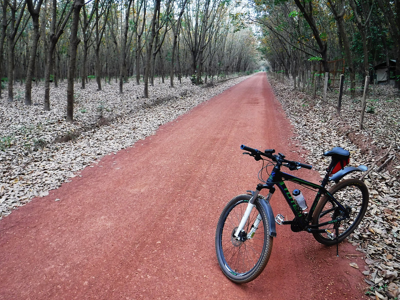 Bike in Rubber Plantation 1
