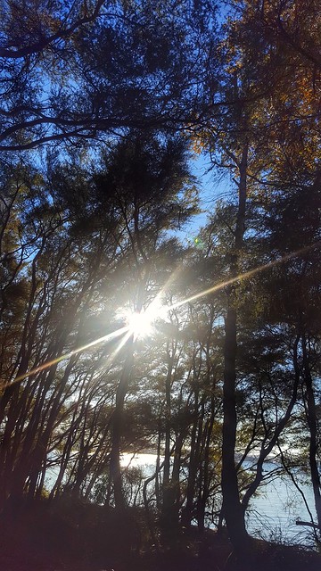 Sunburst through Manuka Trees on a winter afternoon