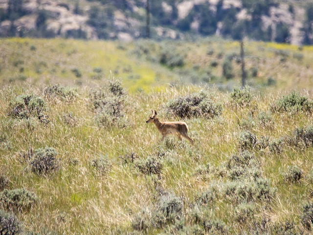 pronghorn fawn