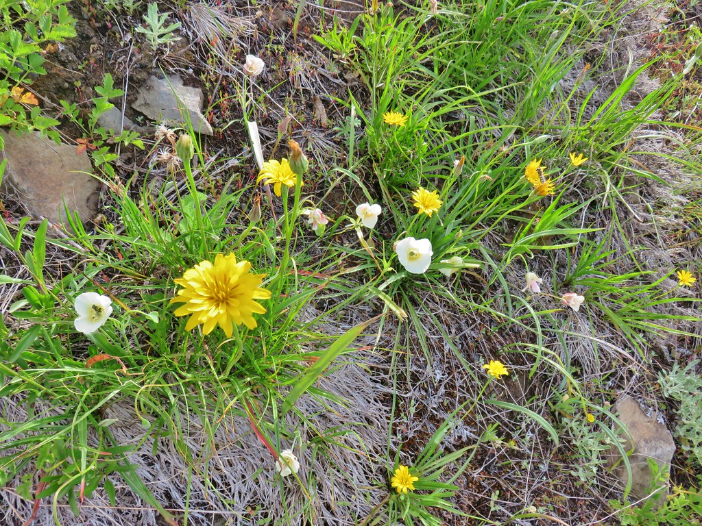 Wildflowers along the Browder Ridge Trail