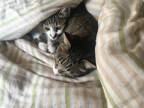 morning sleeping spice sugar sugarandspice twincats twins cat tabbycat snugglebun purrito snuggle chilly