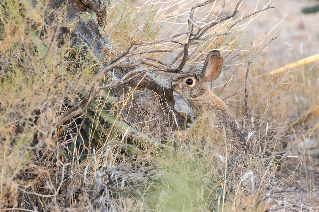A desert cottontail sniffs the base of an old saguaro in McDowell Sonoran Preserve