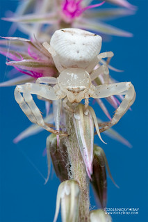 Crab spider (Thomisus daradioides) - DSC_6316