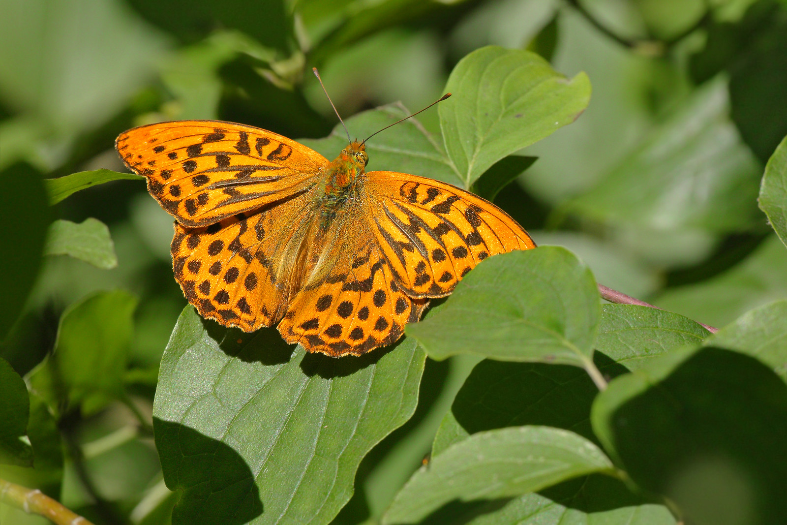 Silver Washed Fritillary (male)